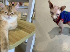 -藏猫猫咖啡主题馆(中央大道店)