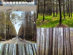 -日照海滨国家森林公园