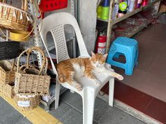 -溪岸路花鸟市场