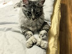 -欣宠猫屋·矮脚拿破仑·蓝金金渐层
