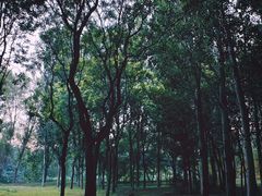 -将府公园
