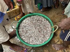 -尼甘布海鲜市场