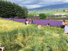 -富田农场
