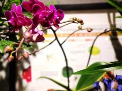 -谷咖啡·鲜花绿植花园餐厅