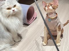 -momokira米努特·德文卷毛猫·棉花面纱犬