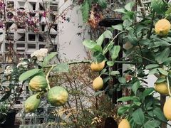 -六出私塾LiuChu•成人美术书法系统课程专业画室(熊婆婆的花园店)