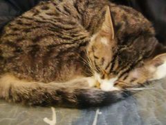 -平行世界·猫咖(首经贸店)