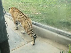 -西霞口神雕山野生动物世界
