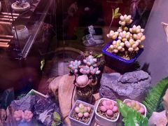 我是凑图-芳叔(动漫星城店)