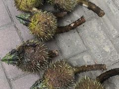 -铁道游击队纪念园