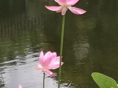 -东方明珠·空中旋转餐厅