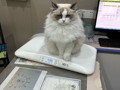 -四月宠物医院·猫专科·心脏专科·内科(转塘店)