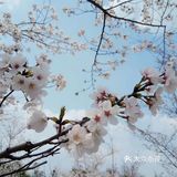 呼吸一下新鲜空气，无意间发现一小片樱花盛开，美不胜收