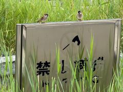 -大望京公园