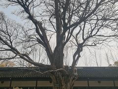 -苏州文庙(姑苏区)