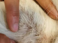 -美联众合动物医院·24h转诊中心