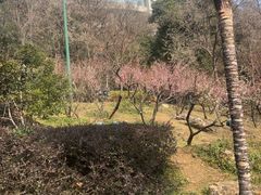 -龟山风景区-龟山电视塔