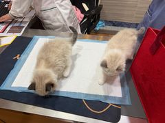 -瑞派名望志远动物医院·猫科·內科·异宠专科(直港大道店)