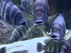 -上海海洋水族馆