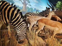 -陕西自然博物馆