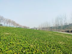 -洨河生态公园