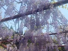-嘉定紫藤园