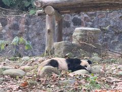 -都江堰中华大熊猫苑
