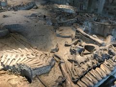 -自贡恐龙博物馆