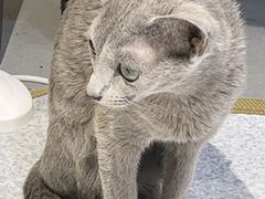 -琪喵猫屋·撸猫猫咖·猫舍