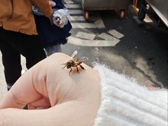 -马文章胖子甑糕(洒金桥店)