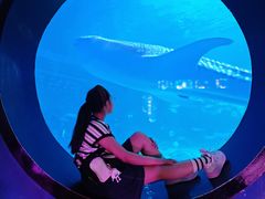 -烟台海昌鲸鲨海洋公园