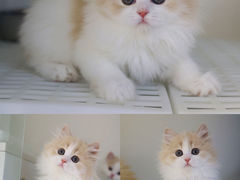 -lincat·猫舍(广州店)
