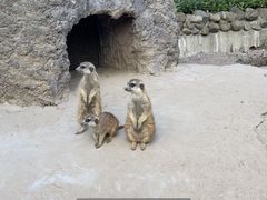 -上海野生动物园