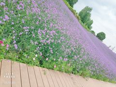 -紫颐香薰山谷景区