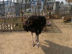 -陆地游轮吉林神农温泉