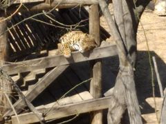 -石家庄市动物园