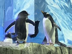 -成都浩海立方海洋公园