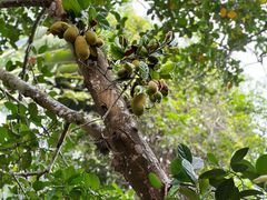 -中国科学院西双版纳热带植物园