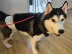 -Husky Go! 哈士奇体验馆·宠物咖啡厅狗咖