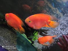 -沙沙哗啦海洋馆(华宇百花谷店)