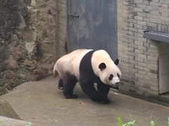 -都江堰中华大熊猫苑