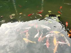 -水绘园