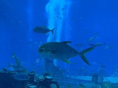 -亚特兰蒂斯•OSSIANO奥西亚诺海底餐厅