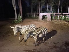 -清迈夜间动物园