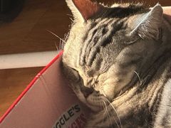 -御宝贝·A梦猫科宠物医院(国际猫友好医院)