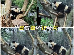 -成都大熊猫繁育研究基地