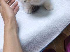 -A猫a狗全科·犬猫异宠·芥西宠物医院(南开总院)