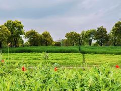-春花秋色城市公园