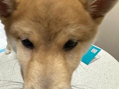 -安安宠医·臻爱宠物医院·宠保定点(营门口路分院)