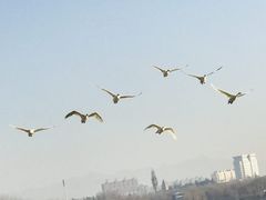 -盐城丹顶鹤湿地生态旅游区